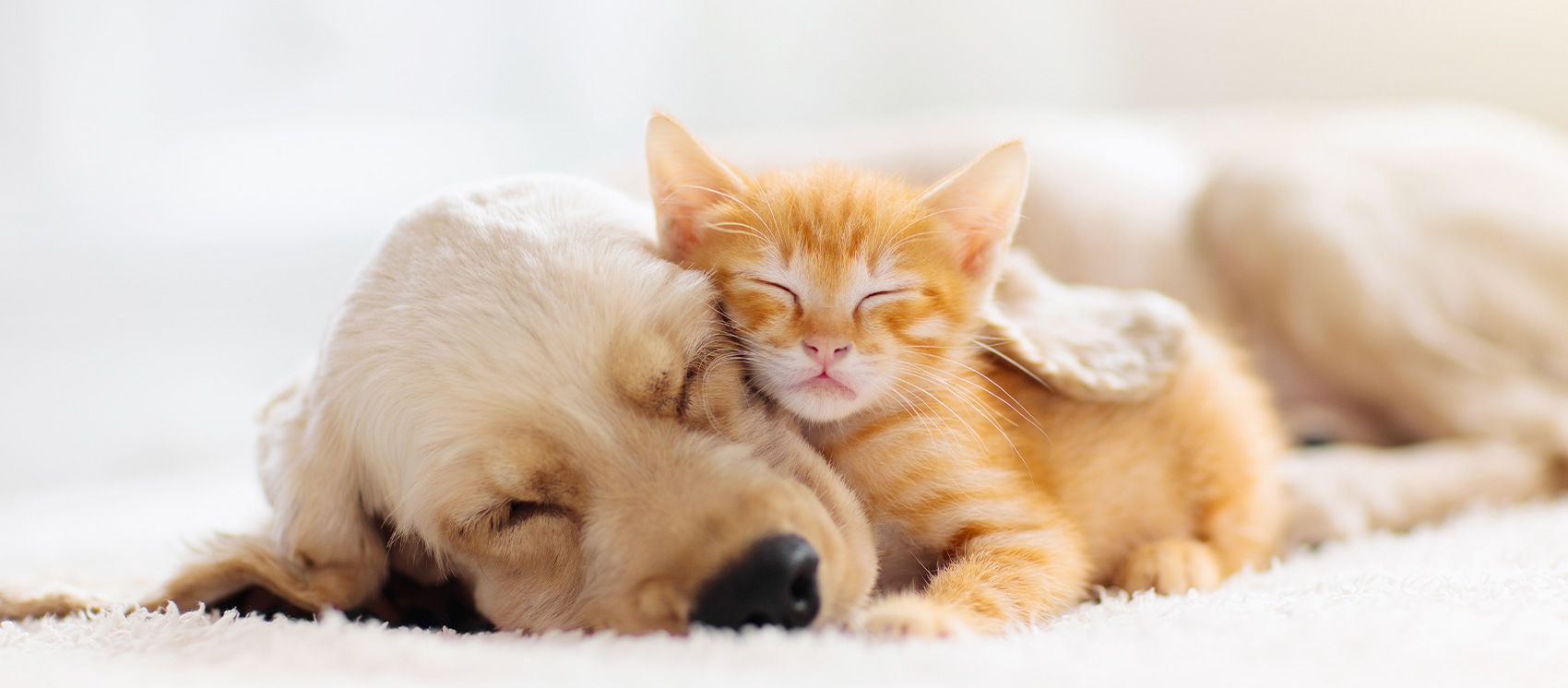 子猫が寝ている